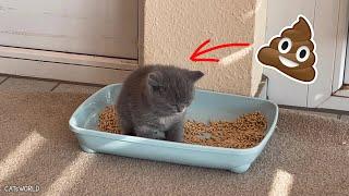 small cute kitten | BIG POOP