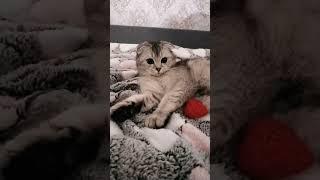 Мия #cat #музыкаонлайн #comedy #cute #memes #pets #котики #котик #kitten #кот