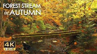 4K HDR Autumn Stream - Leaves Fall in Colorful Autumn Forest - Relaxation & Sleep Sounds - 10 Hours