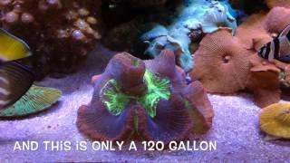 120g SCA Reef Tank - Project update