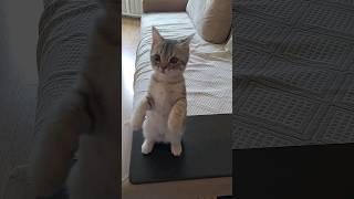 суслик🩶 #смешныекошки #смешныевидео #котик #тикток #cats #котята #cute #cutecats #кот