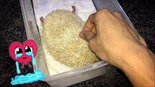 I witnessed my HEDGEHOG’s last breath. [RIP, Old lad]