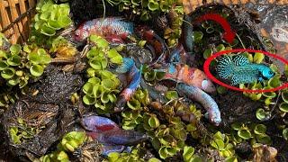 Capture and observe various creatures in rivers near my village. beautiful betta fish