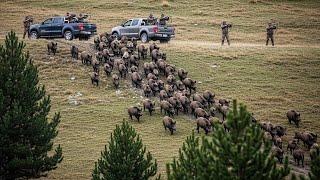 Georgia Farmers Defend Their Farms - Dramatic Chase Between Farmers and Largest Herd of Wild Boars