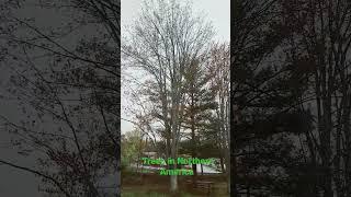 Trees in Northern America