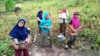 Bila aku dimadu aku rela abang diracun versi pengamen sawahan