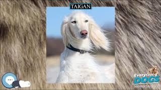 Taigan  Everything Dog Breeds 