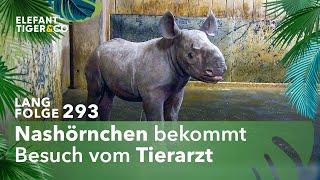 Erster Arztbesuch für den kleinen Nashorn Nachwuchs (Langfolge 293) | Elefant, Tiger & Co. | ARD