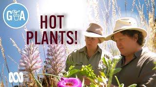 Best Plants for Hot Weather | Discovery | Gardening Australia