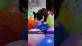 #cat #dog #funny #happycats #catmemes #music #memes #pets