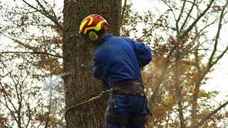 French Oak Forests Drone Footage - Nadalié