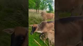 #song #sorts #music #cow #sapilucu #animalsong #animals #sapimakan #cowsong