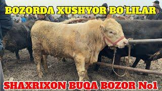 SHAXRIXON MOL BOZORI BUQA NARXLARI BOZORDA XUSHYOR BOLIN JIGAR BUQALARDAN 11.03.2025