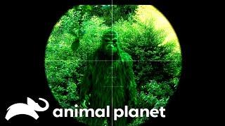 Investigating The Most Famous Piece of Bigfoot Footage | Finding Bigfoot | Animal Planet