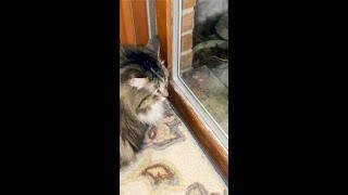 Cute Siberian forest cat loves watching friendly mouse through window