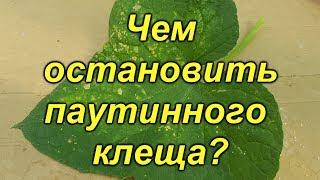 Паутинный клещ не пройдёт!!!- самые эффективные препараты против клеща.