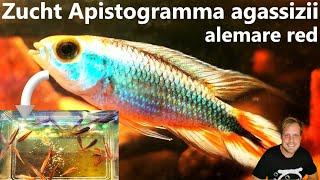 ZUCHT APISTOGRAMMA AGASSIZII "alemare red" im Detail I Natürliche Aufzucht im Fensterbankbiotop