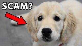 the strange truth about English Cream Golden Retrievers