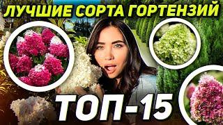 15 САМЫХ ЛУЧШИХ СОРТОВ ГОРТЕНЗИИ МЕТЕЛЬЧАТОЙ