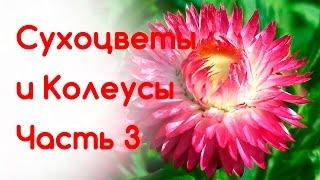 Сухоцветы и Колеусы. Продолжаем выращивать. Статица (Лимониум), Бессмертник, Целозия.