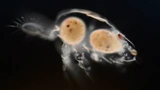 A Journey Inside the Micro-world | Wim van Egmond | TEDxGateway