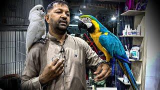 কাকাতুয়া ও ম্যাকাও পাখির দাম_Expensive Bird Collection_Exotic Bird Pirce in BD_Macaw,Cockatoo price