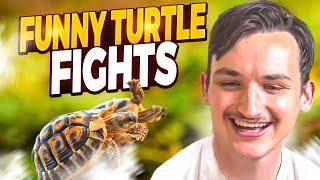 Turtles Fighting Compilation: Explaining why turtles fight