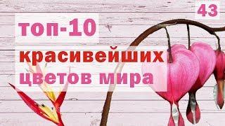  САМЫЕ КРАСИВЫЕ ЦВЕТЫ В МИРЕ. Красивые цветочки. [ТОП 10]