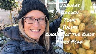 January Garden Tour 2025 + Colorado Christmas Adventures + Planting Tulips 