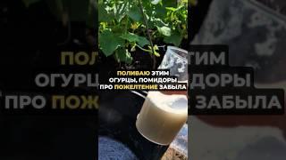 Про желтые огурцы забыла навсегда #рецепт #грядки #лайфхак #огород #дача