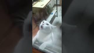 КОТ ИСПУГАЛСЯ МЫШИ