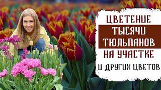 ЦВЕТЕНИЕ ТЫСЯЧИ ТЮЛЬПАНОВ НА МОЁМ УЧАСТКЕ ВЕСНОЙ + ДРУГИХ ЦВЕТОВ