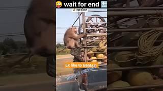 The Dark Secrets of Monkey Travel Unveiled|#shorts#monkey#youtubeshorts#viral