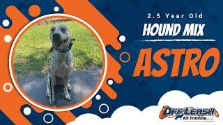 2.5 Year Old Hound mix | Best Dog Training | Off Leash K9 | Board & Train | Oklahoma