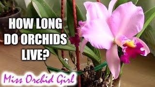 How long do orchids live? - Understanding how orchids grow