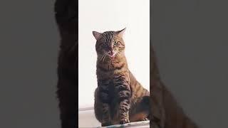 Тотемный танец кота
