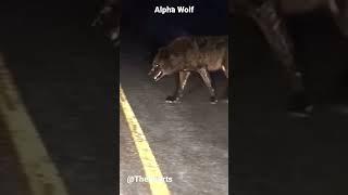Alpha Wolf #wolf #alphamale