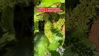 МОЖНО ли ОБРАБАТЫВАТЬ ВИНОГРАД во ВРЕМЯ ЦВЕТЕНИЯ? #виноград #обработкавинограда #огород #садиогород