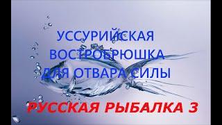 Русская рыбалка 3. Ловля Уссурийской Востробрюшки для отвара силы.