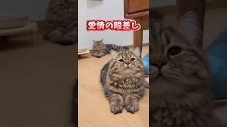㊗️200,000 views!! If you grin when you see Neko, you're out lol