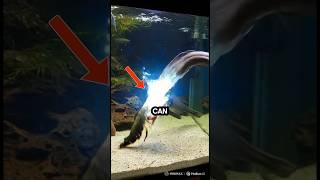 Electric shocks straight from nature!  #curiositylife #electriceel #eel #facts