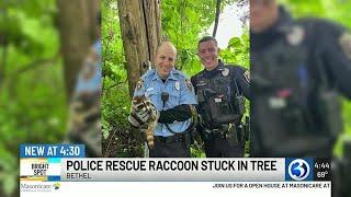 BRIGHT SPOT: Baby raccoon rescued after getting stuck inside tree in Bethel woods