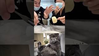 Cheater vs. Cheater  #cat #memes #dance #trending