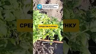 При посадке помидор сыплю в лунку это #огород #помидоры #подкормка
