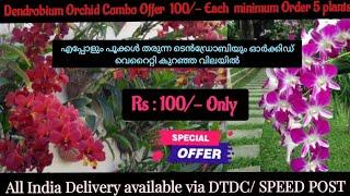 DENDROBIUM ORCHIDS  HYBRID COMBO OFFER EACH 100/- RS  BY ANY 5 VARITIES MINIMUM