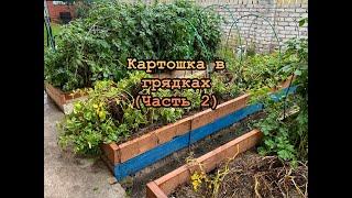 Картошка в грядках (Часть 2)