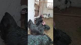 #sussexfancypoultry #Australorp #lightsussex Breeding setup of Sussex fancy poultry || season 23-24