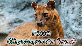 Fossa: El Depredador más Letal de Madagascar