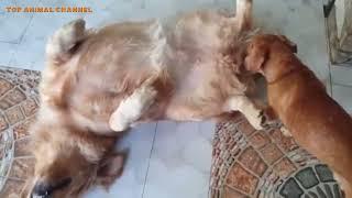 Funny Small Dog Mating With Big Dog at home