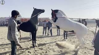 MARWARI HORSE SHOW RANSI GAON 2023 RAJASTHAN || VLOG TOUR VIDEO ||